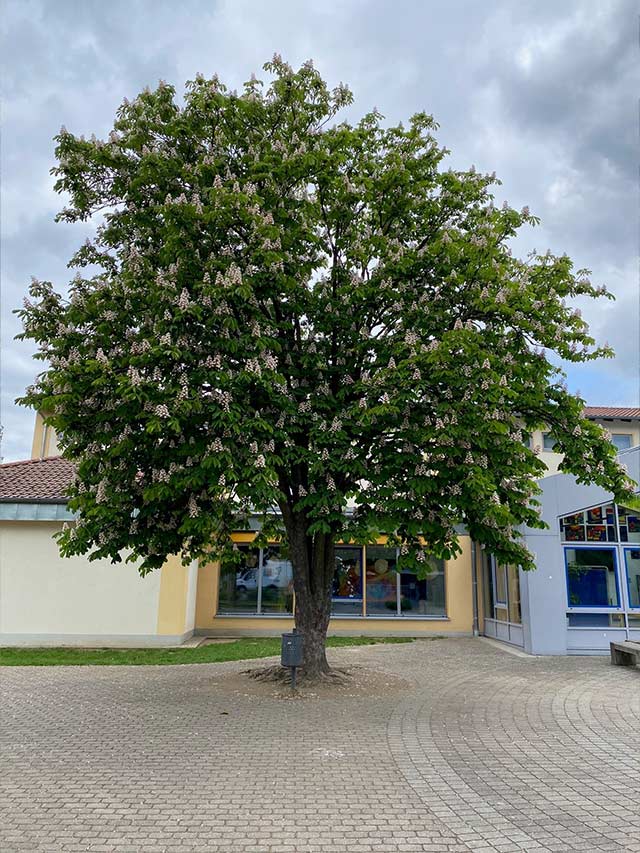 Kastanienbaum - gross